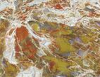 Jurassic Petrified Wood Slab From Utah - Brilliantly Colored #41962-1
